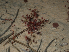 Drosera radicans
