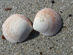 Acrosterigma cygnorum