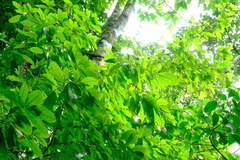 Quararibea asterolepis