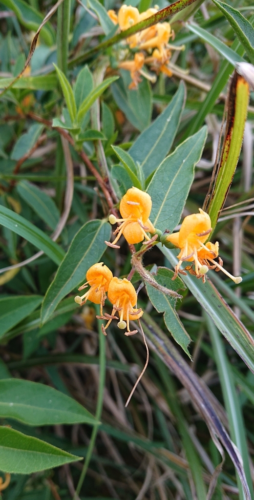 Kim ngân nhọn – Lonicera acuminata