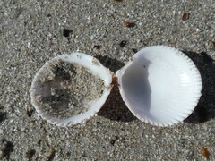 Acrosterigma cygnorum