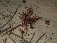 Drosera radicans