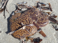 Ascidian photo 2