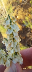 Polygonella americana