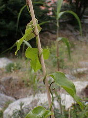 Aristolochia rotunda