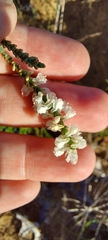 Polygonella americana