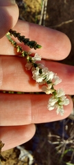 Polygonella americana