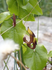 Aristolochia rotunda