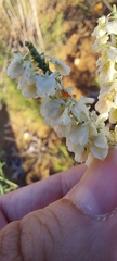 Polygonella americana