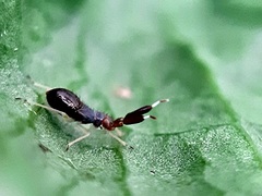 Heterotoma