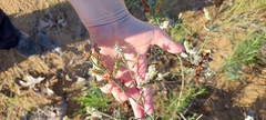 Polygonella americana