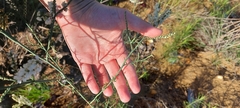 Polygonella americana