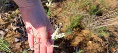 Polygonella americana
