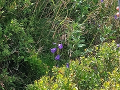Campanula carpatica