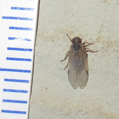Melanoliarus acicus