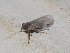 Melanoliarus acicus