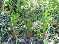 Xanthorrhoea macronema