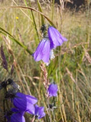 Campanula bohemica