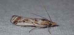 Ancylosis cinnamomella