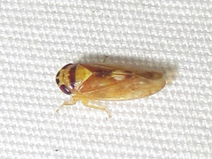 Eutettix prinoides