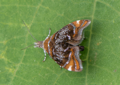 Prochoreutis inflatella