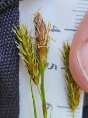 Carex castanea