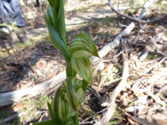 Pterostylis flavovirens