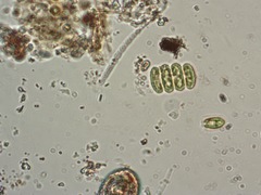 Scenedesmus