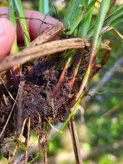 Carex castanea