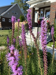 Liatris spicata