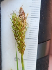 Carex castanea
