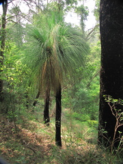Xanthorrhoea malacophylla