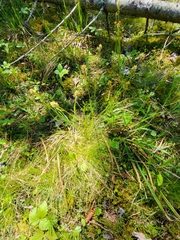 Carex castanea