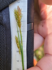 Carex castanea