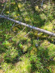 Carex castanea