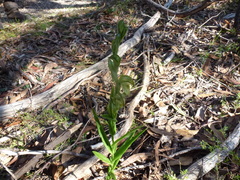 Pterostylis flavovirens