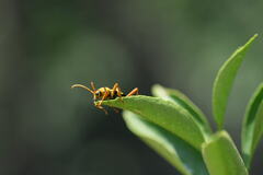 Chlorophorus quinquefasciatus