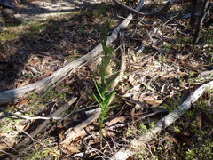 Pterostylis flavovirens