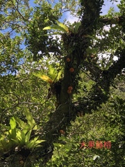Ficus aurantiaca parvifolia