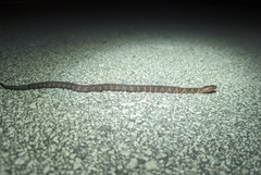 Nerodia fasciata × clarkii