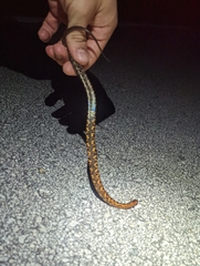 Nerodia fasciata × clarkii