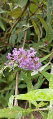 Callicarpa macrophylla