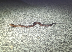 Nerodia fasciata × clarkii