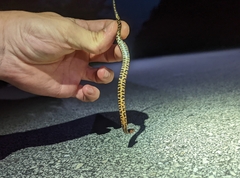 Nerodia fasciata × clarkii