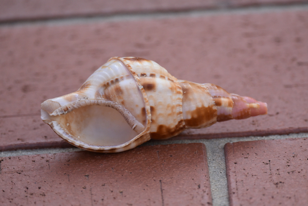 Atlantic Triton Snail on July 28, 2022 at 09:24 AM by Miguel A Mejias ...