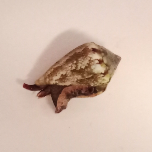Mediterranean Cone Snail