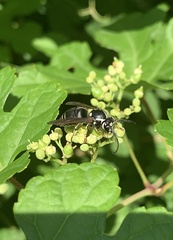 Dolichovespula arctica