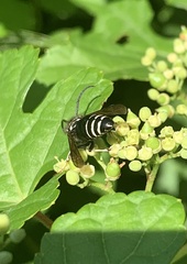 Dolichovespula arctica