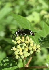 Dolichovespula arctica