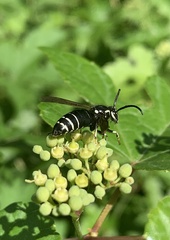 Dolichovespula arctica